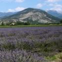 Our Lavender field